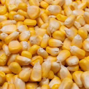 Corn/Maize