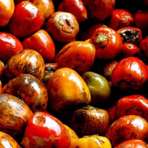 Nature Root Palm Nuts
