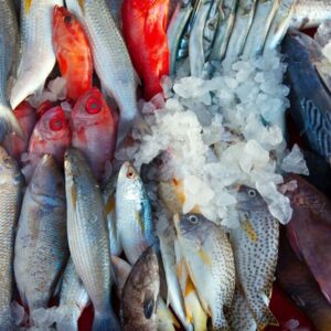 Ocean Catch
